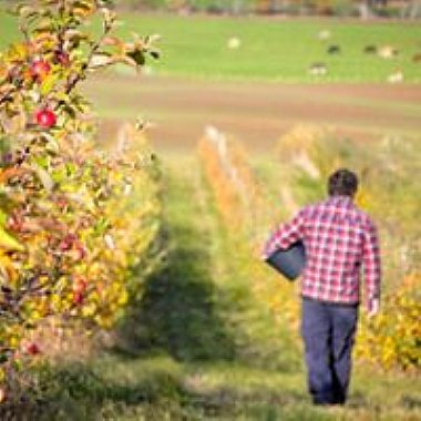 Caledonian Cider orchard