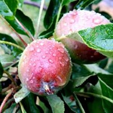 Caledonian Cider apples