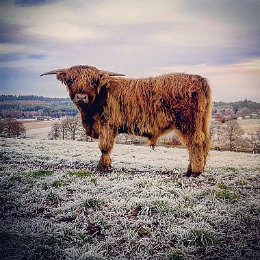 Highland cattle at Allanglach Farm