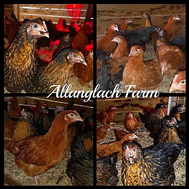 Hens at Allanglach farm